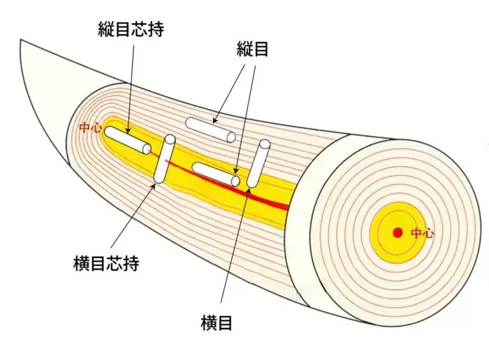 象牙の牙から印材を切り出す位置の図。縦目・横目・縦目芯持・横目芯持の4か所